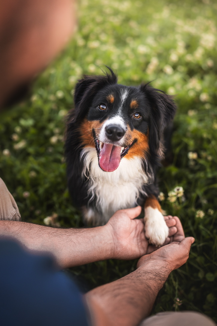 Bailey schaut aufmerksam zu seinem Menschen, seine Pfote liegt in dessen Händen.